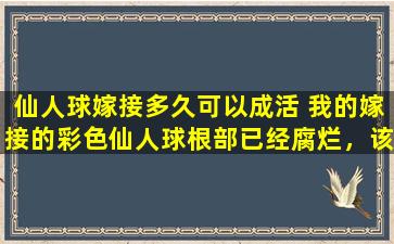 仙人球嫁接多久可以成活 我的嫁接的彩色仙人球根部已经腐烂，该怎么办啊